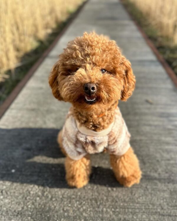 Kendrick (Toy Poodle Puppy) - Image 4