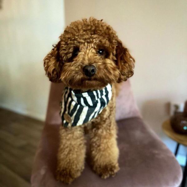 Rocky (Toy Poodle Puppy)