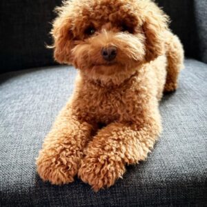 Gavin (Toy Poodle Puppy)