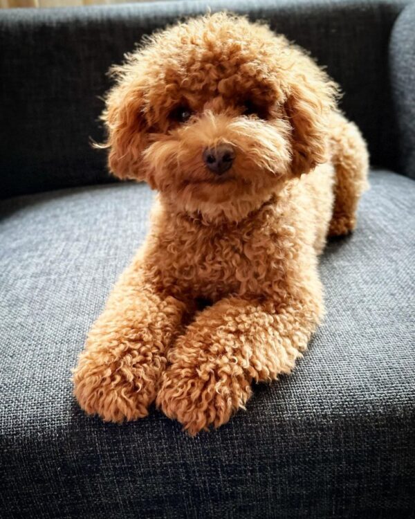 Gavin (Toy Poodle Puppy)