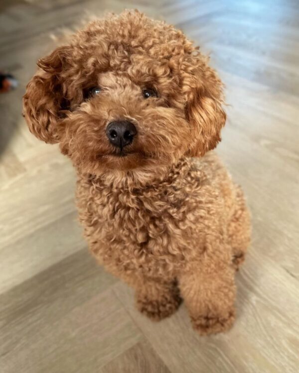 Linsey (Toy Poodle Puppy) - Image 4