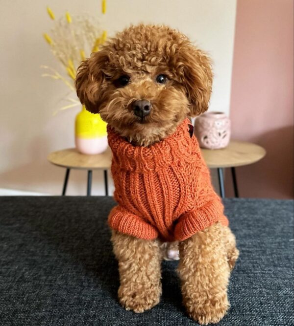 Boomer (Toy Poodle Puppy) - Image 4