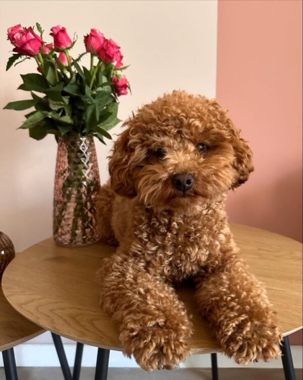 Parka (Toy Poodle Puppy) - Image 4