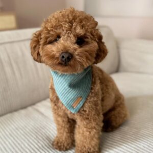 Jigsaw (Toy Poodle Puppy)