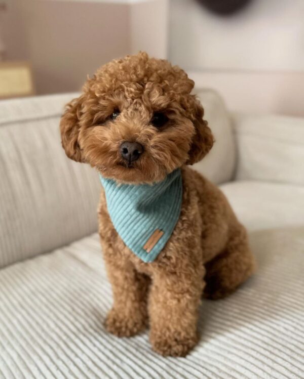 Jigsaw (Toy Poodle Puppy)