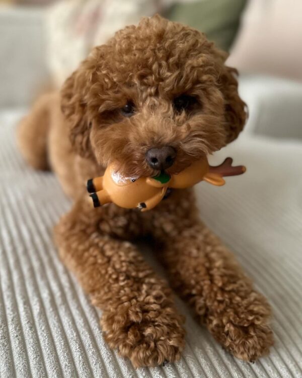 Ranger (Toy Poodle Puppy) - Image 4
