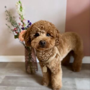 Estelle (Toy Poodle Puppy)