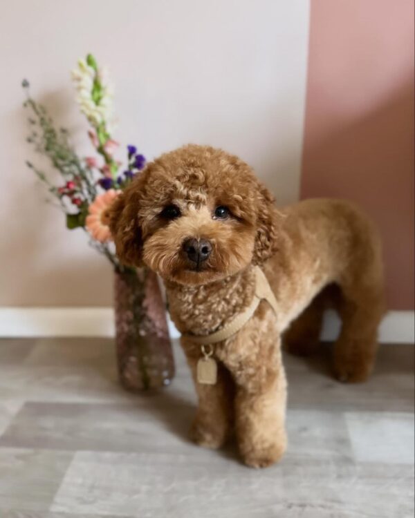 Estelle (Toy Poodle Puppy)