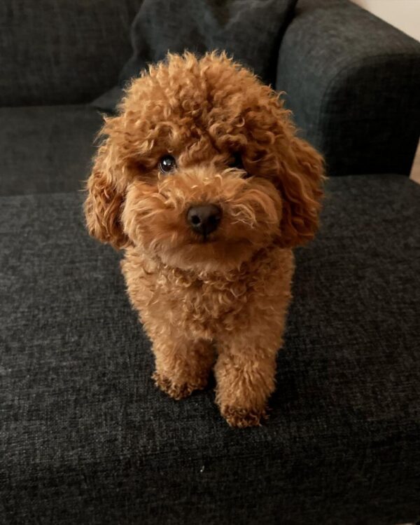 Karly (Toy Poodle Puppy) - Image 4
