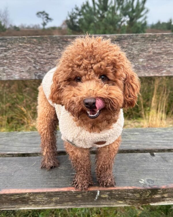 Emma (Toy Poodle Puppy) - Image 4
