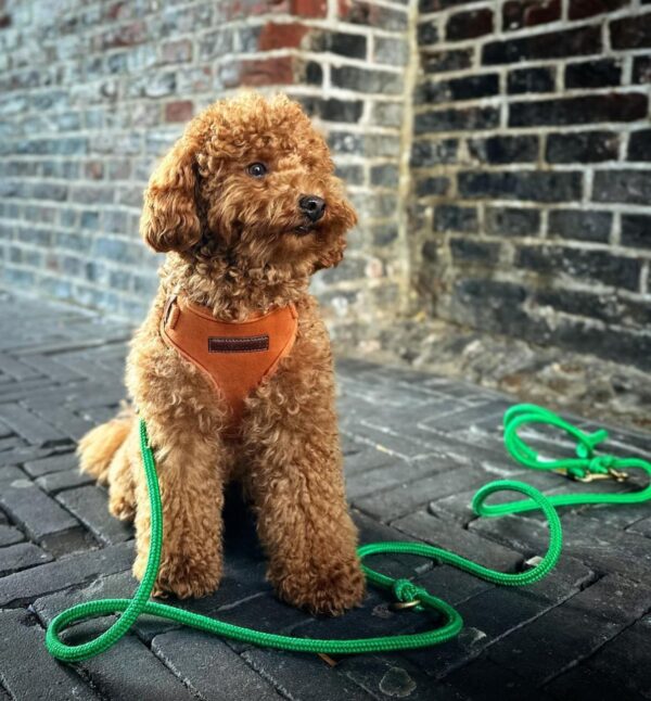 Dixie (Toy Poodle Puppy) - Image 4