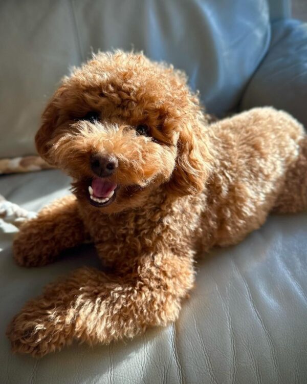Maree (Toy Poodle Puppy) - Image 4