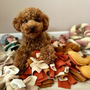 Kevin (Toy Poodle Puppy)