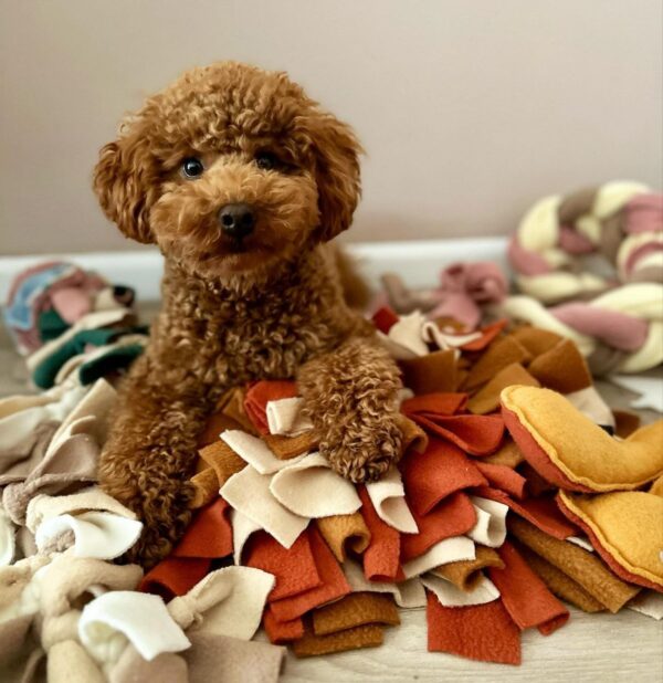 Kevin (Toy Poodle Puppy)