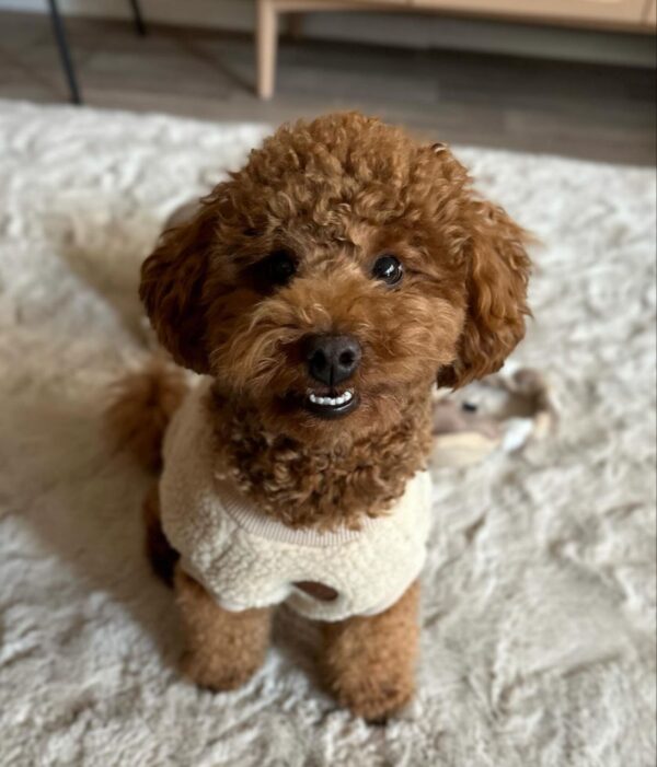 Einstein (Toy Poodle Puppy) - Image 4