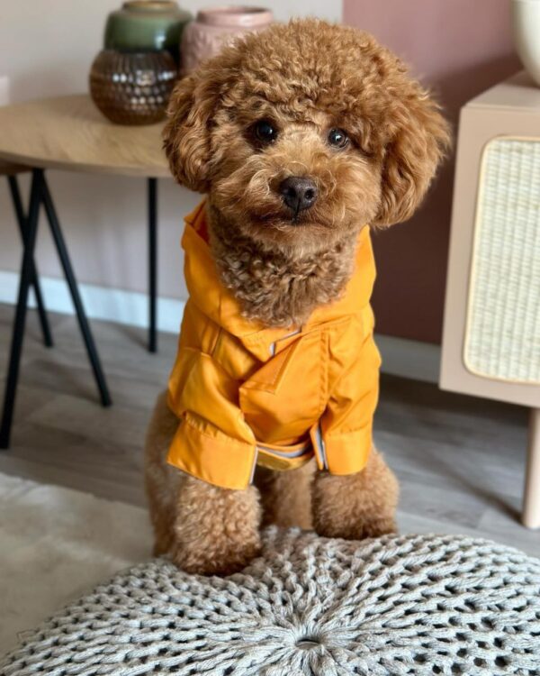 Jake (Toy Poodle Puppy) - Image 4