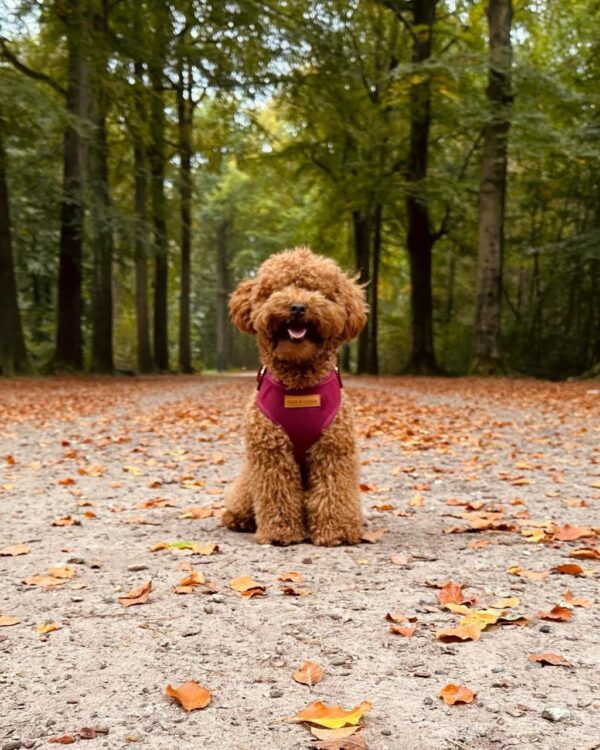 Jade (Toy Poodle Puppy) - Image 4