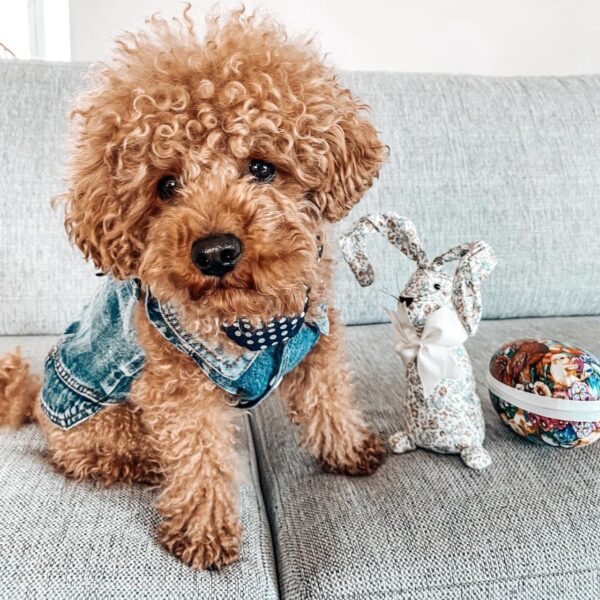 Tayt (Toy Poodle Puppy)