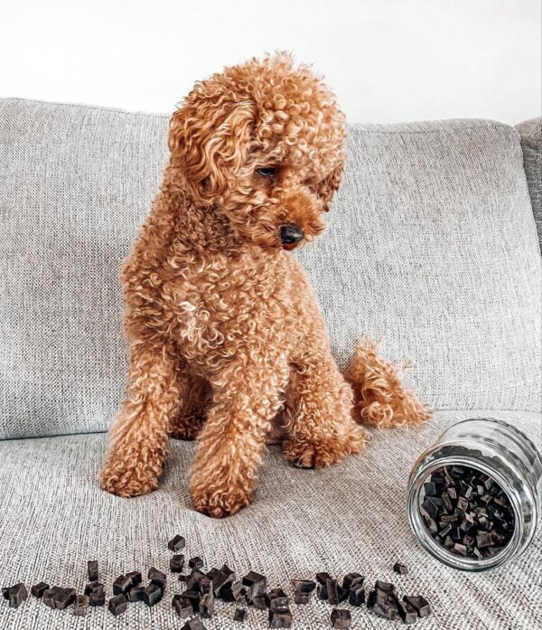 Jager (Toy Poodle Puppy) - Image 4
