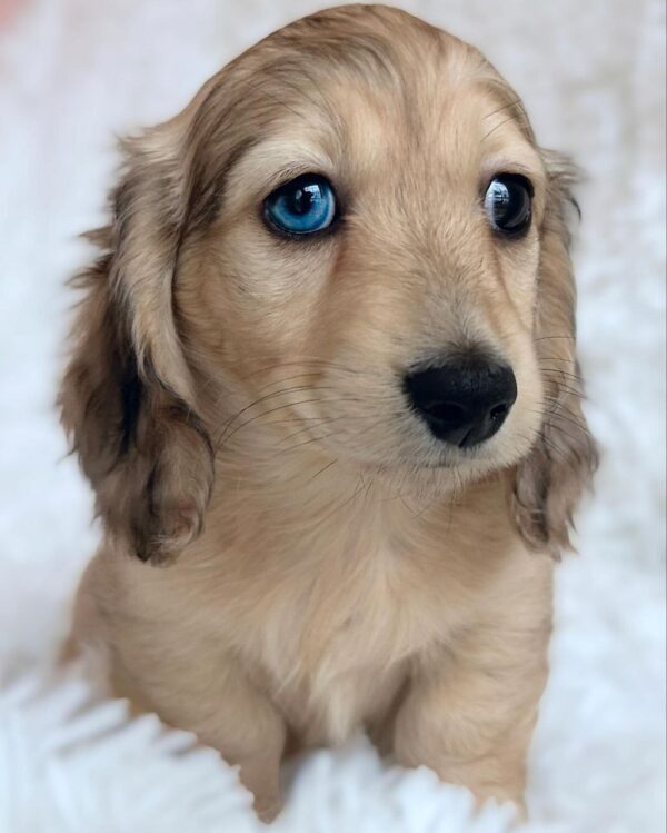 Jill (Dachshund puppy) - Image 4