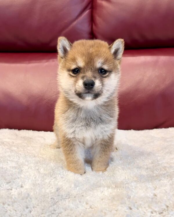 Clem (Shiba Inu Puppy) - Image 5