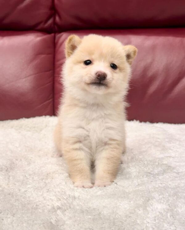 Kim (Shiba Inu Puppy) - Image 5