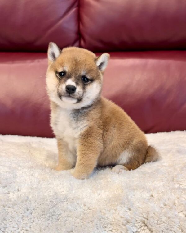 Mason (Shiba Inu Puppy) - Image 4