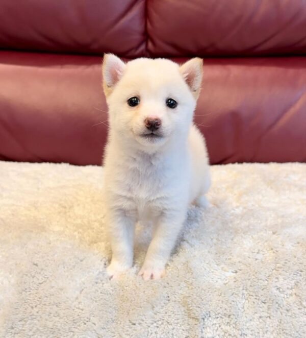 Fresco (Shiba Inu Puppy) - Image 4