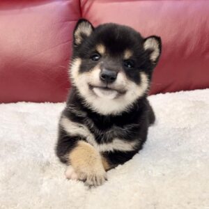 Theo (Shiba Inu Puppy)