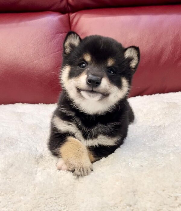 Theo (Shiba Inu Puppy)