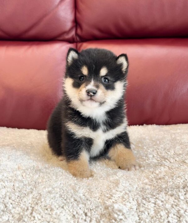 Tonya (Shiba Inu Puppy) - Image 6