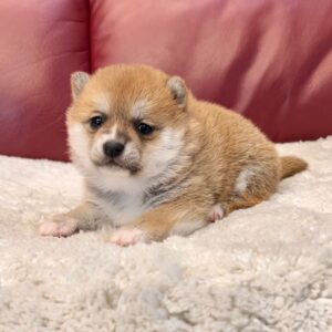 Tasha (Shiba Inu Puppy)