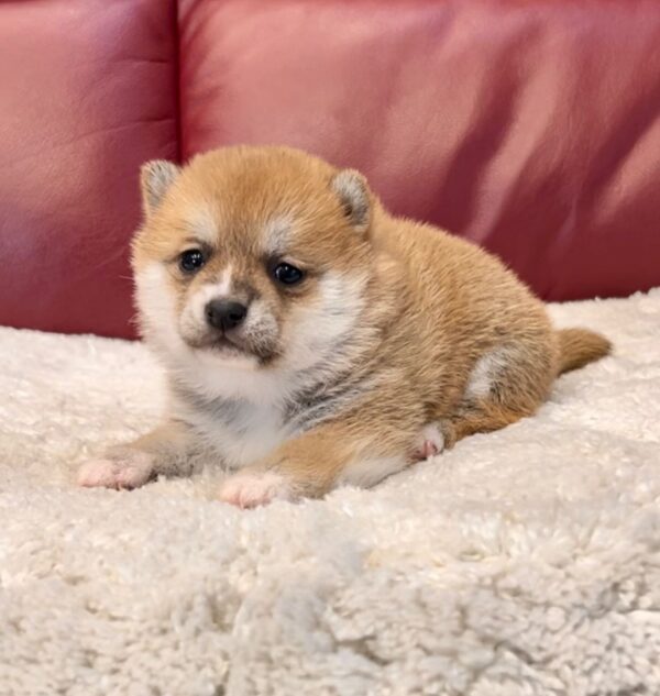 Tasha (Shiba Inu Puppy)