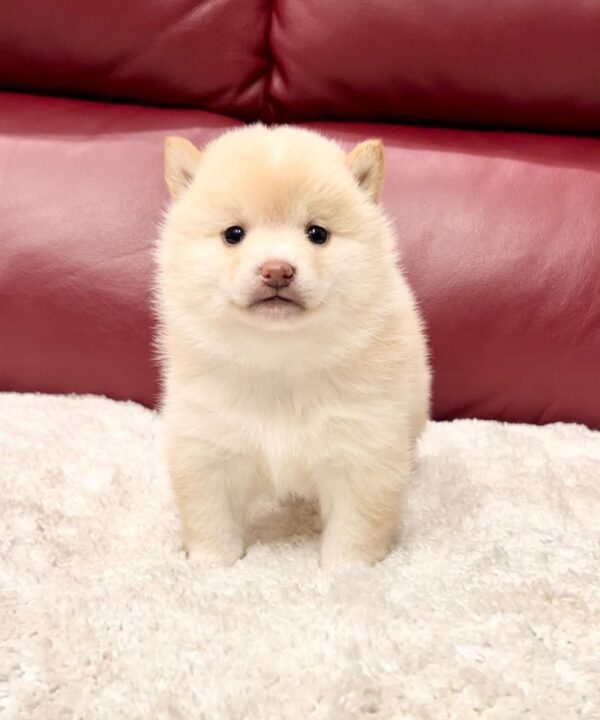 Tracy (Shiba Inu Puppy) - Image 5