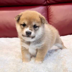 Tucker (Shiba Inu Puppy)