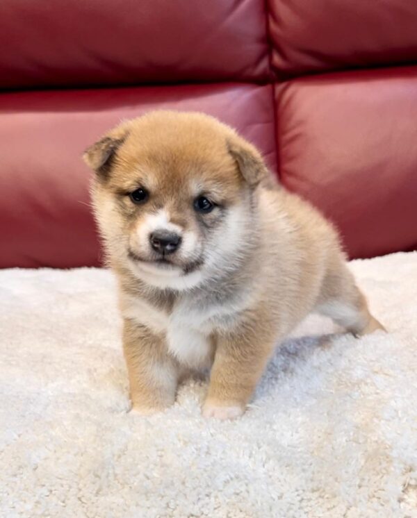 Tucker (Shiba Inu Puppy)