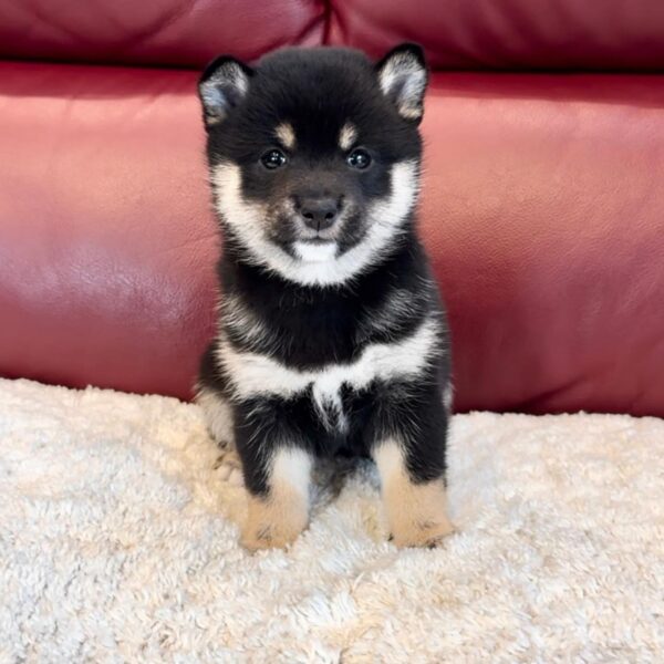 Alder (Shiba Inu Puppy) - Image 5