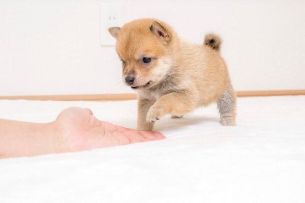 Rocky(Shiba Inu Puppy) - Image 5