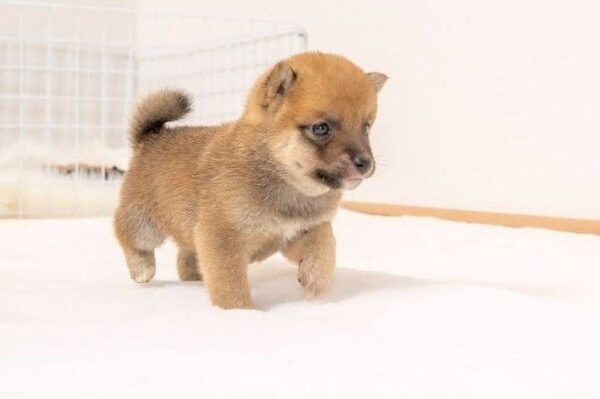 Zayne (Shiba Inu Puppy) - Image 5