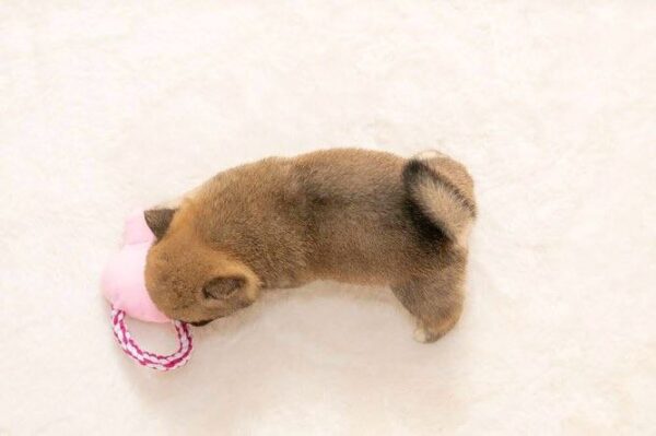 Max (Shiba Inu Puppy) - Image 5