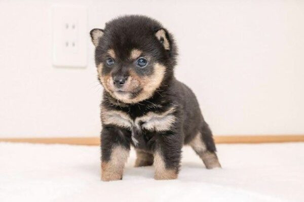 Cap (Shiba Inu Puppy) - Image 5