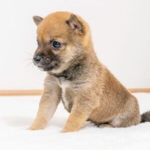 Hazel (Shiba Inu Puppy)