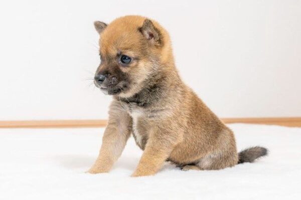 Hazel (Shiba Inu Puppy)