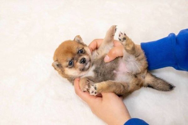 Victor (Shiba Inu Puppy) - Image 5