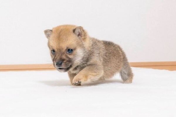 Fudge (Shiba Inu Puppy) - Image 5