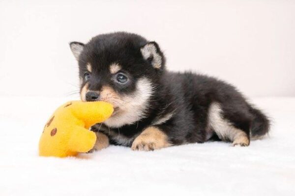 Stitch (Shiba Inu Puppy) - Image 5