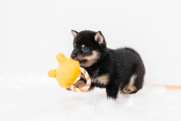 Jaden (Shiba Inu Puppy) - Image 5