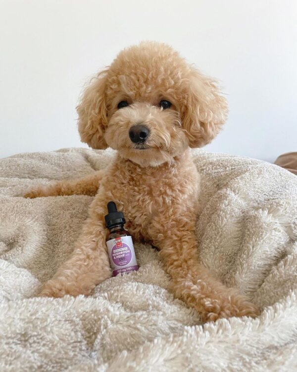 Ike (Toy Poodle Puppy) - Image 5