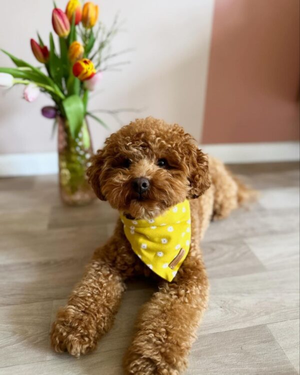 Daisi (Toy Poodle Puppies) - Image 5