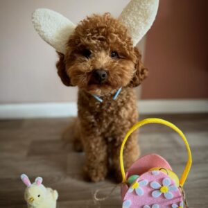 Flash (Toy poodle puppy)